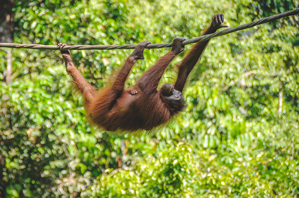 GettyImages_Orangutan_ATRintolife - ATR